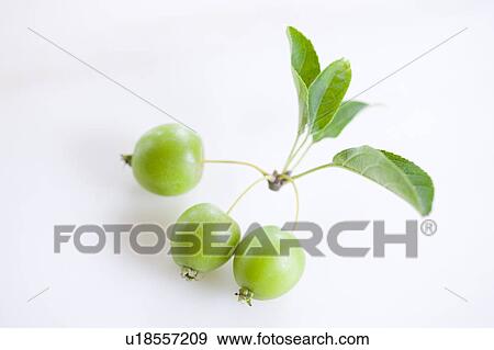 Plumleaf Crabapple Fruits View Large Photo Image Stock Photo - Plumleaf Crabapple Fruits. Fotosearch