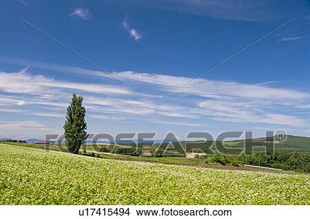 Poplar Tree called "Ken and Mary", Hokkaido Prefecture, Japan View Large Photo Image Picture - Poplar Tree called "Ken and Mary", Hokkaido Prefecture, Japan. Fotosearch