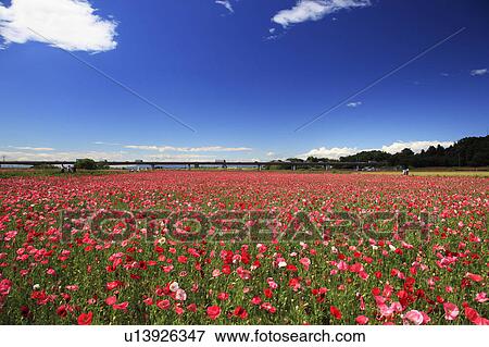 Poppy field, Saitama Prefecture, Honshu, Japan View Large Photo Image Stock Photo - Poppy field, Saitama Prefecture, Honshu, Japan. Fotosearch