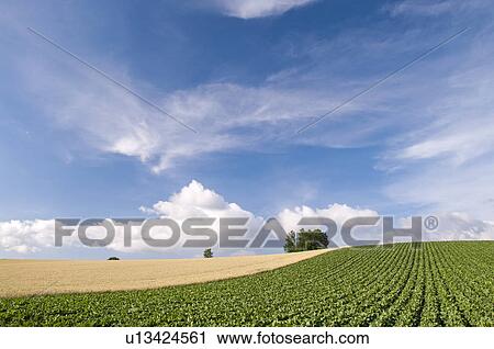 Potato and wheat field and hill, Hokkaido Prefecture, Japan View Large Photo Image Stock Image - Potato and wheat field and hill, Hokkaido Prefecture, Japan. Fotosearch