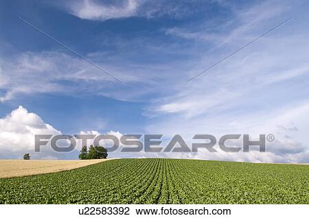 Stock Image - Potato and wheat field and hill, Hokkaido Prefecture, Japan. Fotosearch