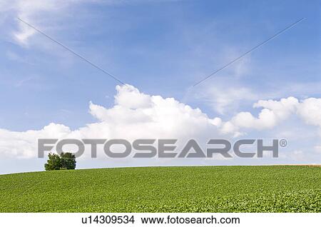 Picture - Potato field and hill, Hokkaido Prefecture, Japan. Fotosearch