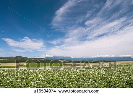 Picture - Potato field and hill, Hokkaido Prefecture, Japan. Fotosearch