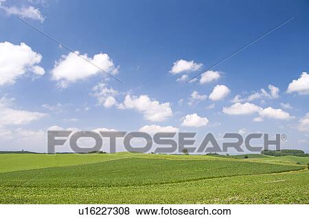 Potato field and hill, Hokkaido Prefecture, Japan View Large Photo Image Stock Photo - Potato field and hill, Hokkaido Prefecture, Japan. Fotosearch