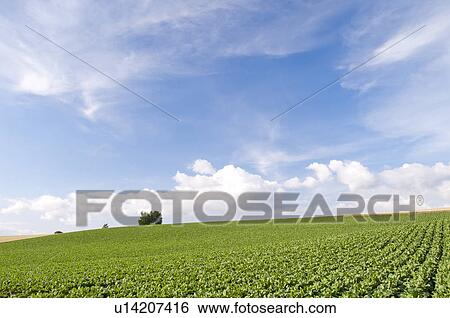 Stock Photograph - Potato field and hill, Hokkaido Prefecture, Japan. Fotosearch