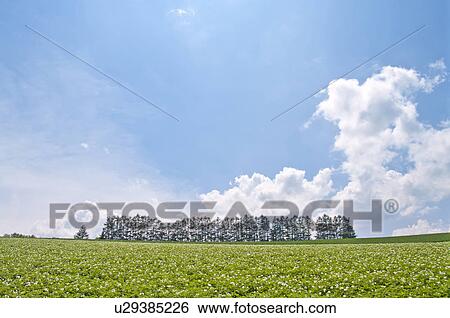 Stock Photograph - Potato field and Seven Mild hill, Hokkaido Prefecture, Japan. Fotosearch