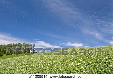 Potato field, Hokkaido Prefecture, Japan View Large Photo Image Picture - Potato field, Hokkaido Prefecture, Japan. Fotosearch