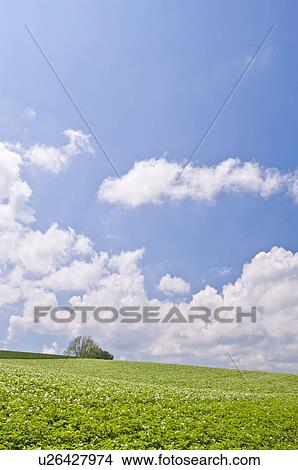 Picture - Potato field, Hokkaido Prefecture, Japan. Fotosearch