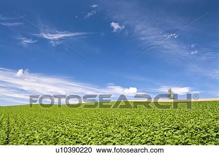 Potato field, Hokkaido Prefecture, Japan View Large Photo Image Stock Image - Potato field, Hokkaido Prefecture, Japan. Fotosearch