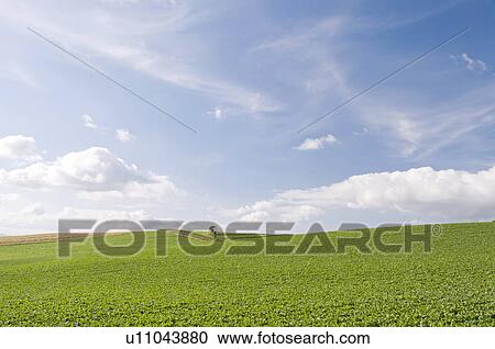 Potato field, Hokkaido Prefecture, Japan View Large Photo Image Stock Image - Potato field, Hokkaido Prefecture, Japan. Fotosearch