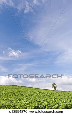 Stock Image - Potato field, Hokkaido Prefecture, Japan. Fotosearch