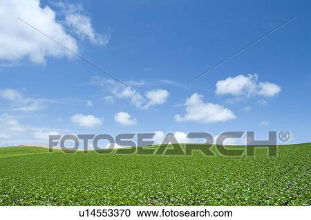 Potato field, Hokkaido Prefecture, Japan View Large Photo Image Stock Image - Potato field, Hokkaido Prefecture, Japan. Fotosearch