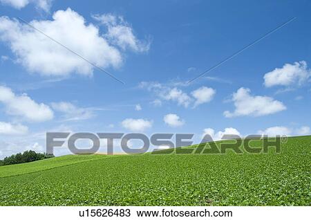 Potato field, Hokkaido Prefecture, Japan View Large Photo Image Stock Image - Potato field, Hokkaido Prefecture, Japan. Fotosearch