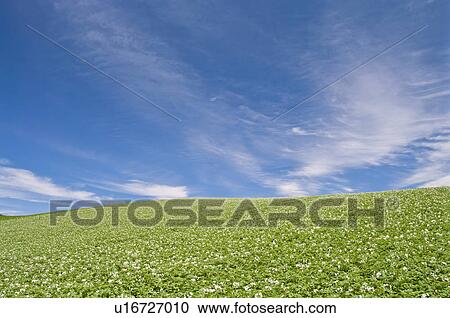 Potato field, Hokkaido Prefecture, Japan View Large Photo Image Stock Image - Potato field, Hokkaido Prefecture, Japan. Fotosearch