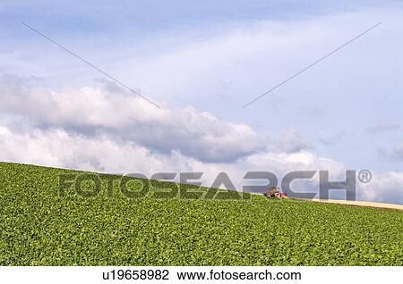 Potato field, Hokkaido Prefecture, Japan View Large Photo Image Stock Image - Potato field, Hokkaido Prefecture, Japan. Fotosearch