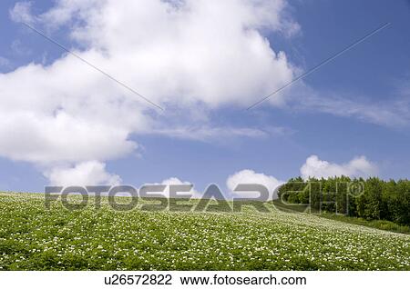 Potato field, Hokkaido Prefecture, Japan View Large Photo Image Stock Image - Potato field, Hokkaido Prefecture, Japan. Fotosearch