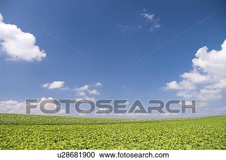 Stock Image - Potato field, Hokkaido Prefecture, Japan. Fotosearch