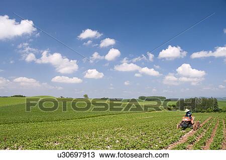 Potato field, Hokkaido Prefecture, Japan View Large Photo Image Stock Image - Potato field, Hokkaido Prefecture, Japan. Fotosearch
