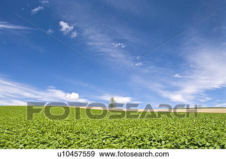 Stock Photo - Potato field, Hokkaido Prefecture, Japan. Fotosearch