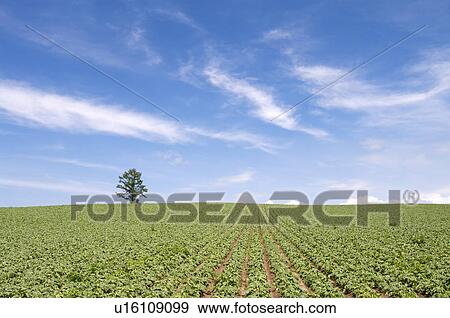Potato field, Hokkaido Prefecture, Japan View Large Photo Image Stock Photo - Potato field, Hokkaido Prefecture, Japan. Fotosearch