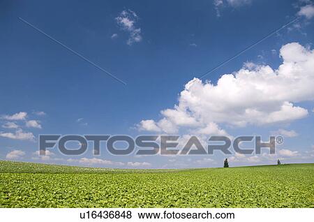 Potato field, Hokkaido Prefecture, Japan View Large Photo Image Stock Photo - Potato field, Hokkaido Prefecture, Japan. Fotosearch