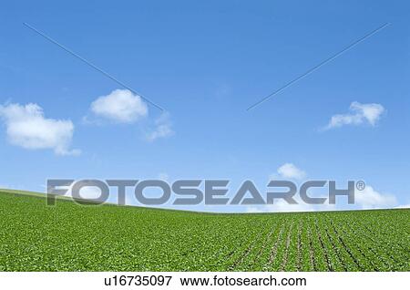 Potato field, Hokkaido Prefecture, Japan View Large Photo Image Stock Photo - Potato field, Hokkaido Prefecture, Japan. Fotosearch