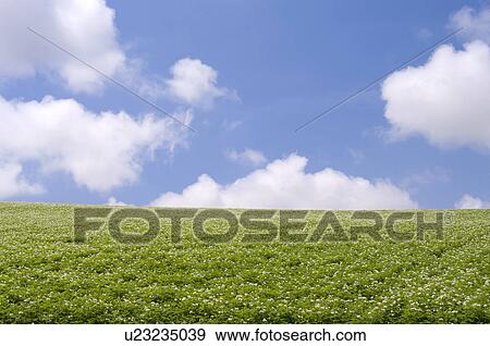 Stock Photo - Potato field, Hokkaido Prefecture, Japan. Fotosearch