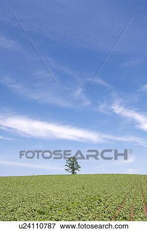 Stock Photo - Potato field, Hokkaido Prefecture, Japan. Fotosearch