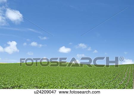 Stock Photo - Potato field, Hokkaido Prefecture, Japan. Fotosearch