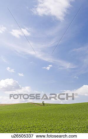 Stock Photo - Potato field, Hokkaido Prefecture, Japan. Fotosearch
