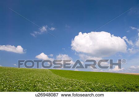 Potato field, Hokkaido Prefecture, Japan View Large Photo Image Stock Photo - Potato field, Hokkaido Prefecture, Japan. Fotosearch