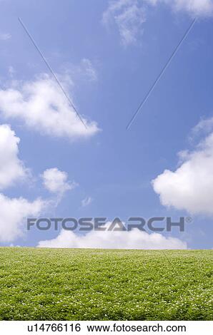 Stock Photograph - Potato field, Hokkaido Prefecture, Japan. Fotosearch
