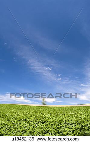 Stock Photograph - Potato field, Hokkaido Prefecture, Japan. Fotosearch