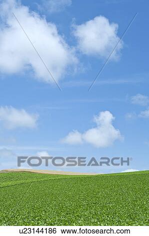 Potato field, Hokkaido Prefecture, Japan View Large Photo Image Stock Photograph - Potato field, Hokkaido Prefecture, Japan. Fotosearch