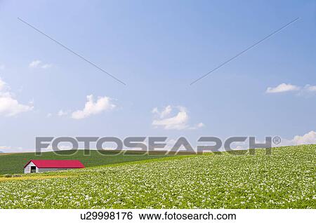 Potato field, Hokkaido Prefecture, Japan View Large Photo Image Stock Photograph - Potato field, Hokkaido Prefecture, Japan. Fotosearch