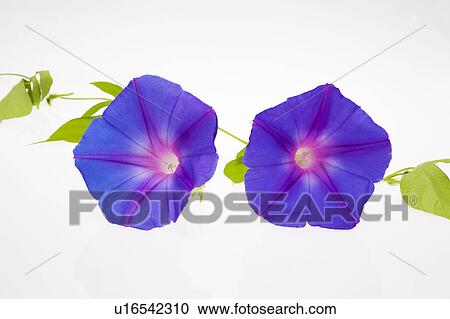 Purple Morning Glory Flowers View Large Photo Image Stock Image - Purple Morning Glory Flowers. Fotosearch