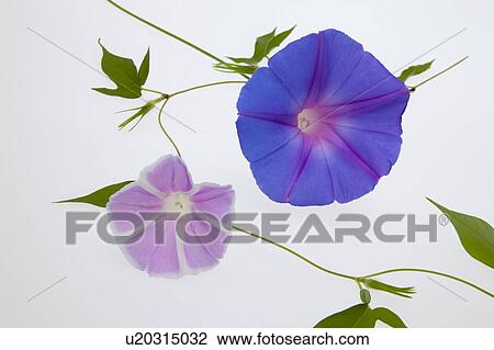 Stock Image - Purple Morning Glory Flowers. Fotosearch