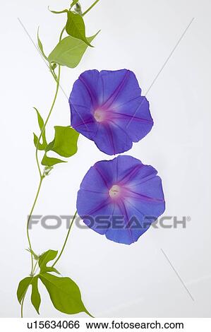Purple Morning Glory Flowers View Large Photo Image Stock Photograph - Purple Morning Glory Flowers. Fotosearch