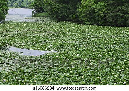 Pygmy Water Lilies at Konuma Lake View Large Photo Image Picture - Pygmy Water Lilies at Konuma Lake. Fotosearch