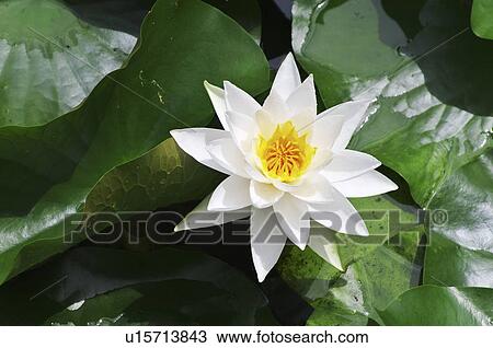 Pygmy Water Lily View Large Photo Image Stock Image - Pygmy Water Lily. Fotosearch