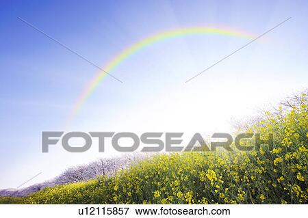 Stock Photo - Rainbow Over Oilseed Rape Field. Fotosearch