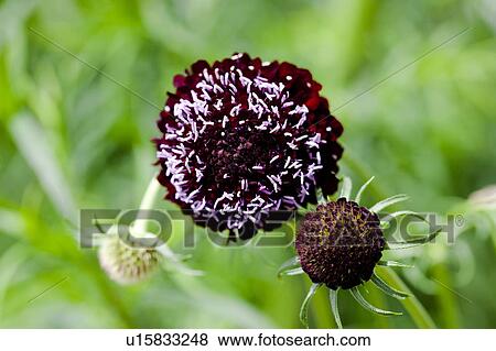 Red cabious flower (Scabiosa graminifolia) View Large Photo Image Stock Photo - Red cabious flower (Scabiosa graminifolia). Fotosearch