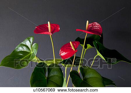 Red flamingo lily (Anthurium andraeanum) View Large Photo Image Stock Photo - Red flamingo lily (Anthurium andraeanum). Fotosearch