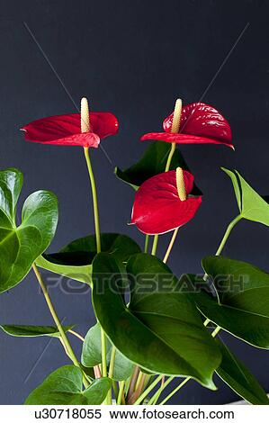 Stock Photography - Red flamingo lily (Anthurium andraeanum). Fotosearch