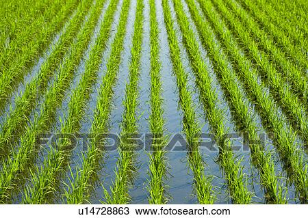 Stock Image - Rice Crop. Fotosearch