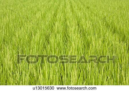 Stock Image - Rice paddy. Fotosearch
