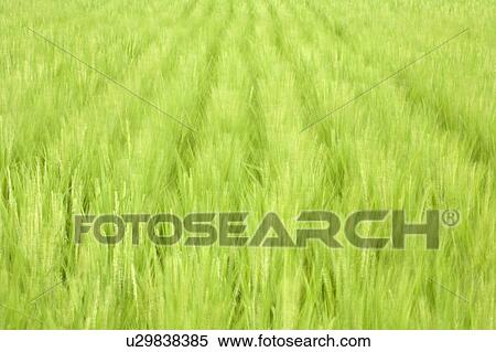 Rice paddy View Large Photo Image Stock Photography - Rice paddy. Fotosearch
