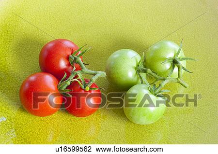Stock Image - Ripe and Unripe Tomatoes. Fotosearch