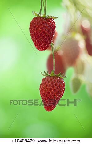 Ripe Strawberries View Large Photo Image Stock Photo - Ripe Strawberries. Fotosearch