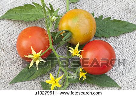 Ripe Tomatoes View Large Photo Image Stock Image - Ripe Tomatoes. Fotosearch